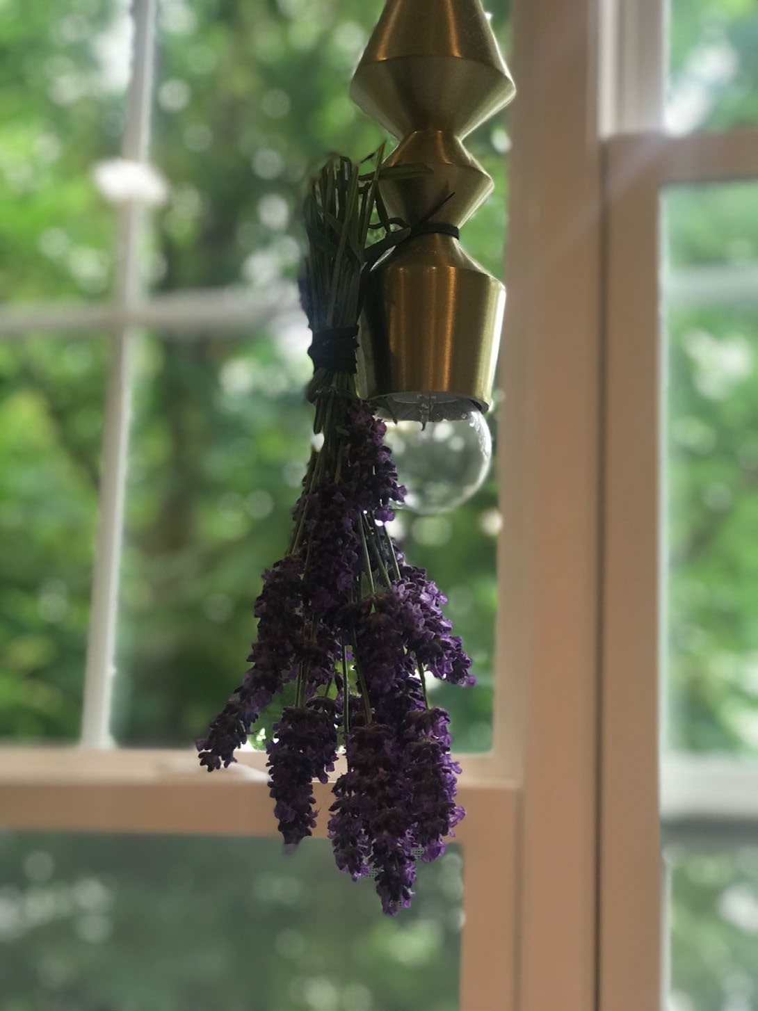 A bundle of dried lavender hanging in a sunlit window with green foliage outside.